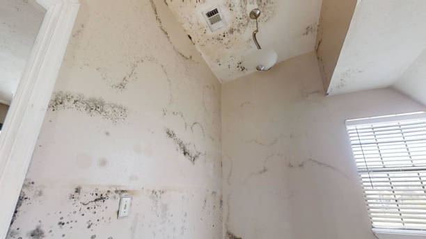 Best Industrial Mold Remediation  in Bluffton, OH