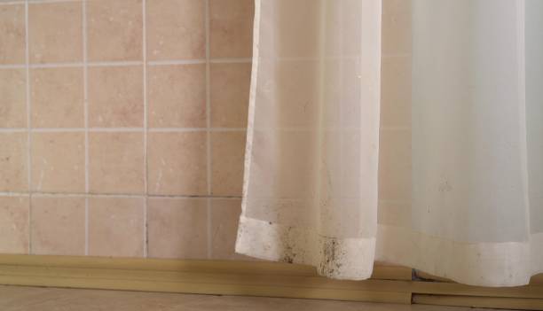 Best Mold Damage Restoration  in Bluffton, OH