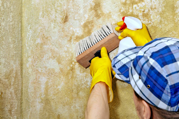 Best Forensic Mold Investigation  in Bluffton, OH